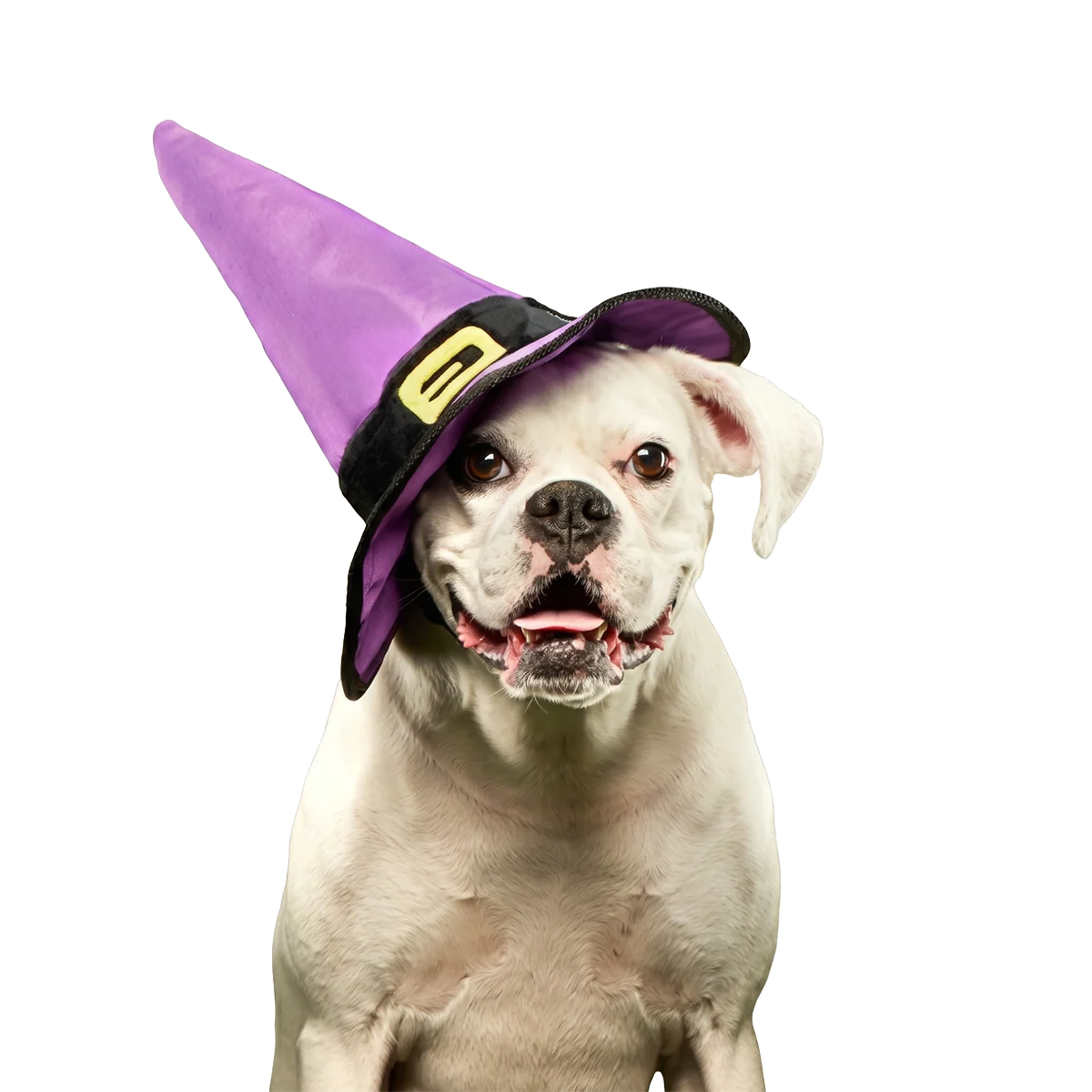 Witch's Scritches Hat Super Chewer Durable Wearable Dog Toy